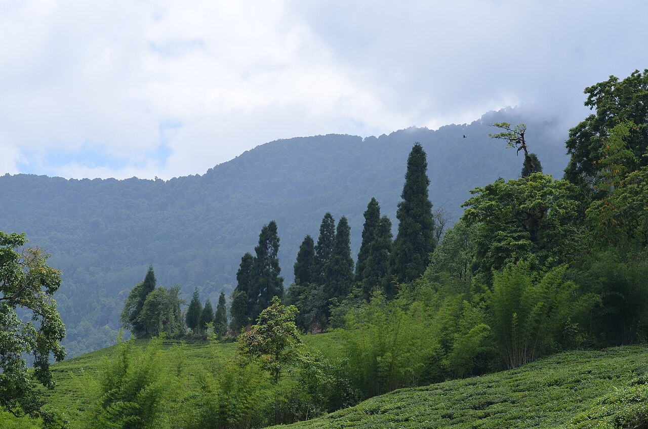 Tea gardens on a Darjeeling hillside
